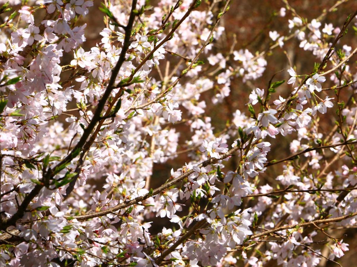 ホテル 美吉野桜庵 吉野町 エクステリア 写真